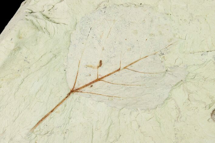 Miocene Fossil Leaf (Populus) - Augsburg, Germany #139474